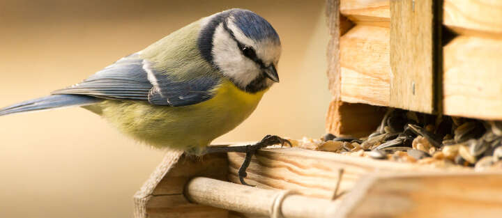 Startseite Vogelfutter 1700x740